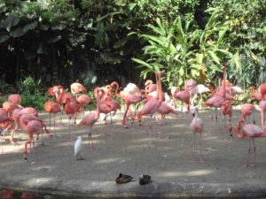 Digital StillCamera (Arab Street, Night Cruise, Botanic Garden … (von Peter, Ferry und Grete))