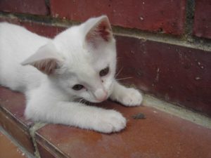 Digital StillCamera (Unseren kleinen Kater Michel …)