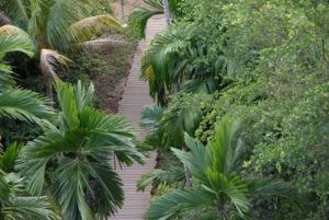 20080131-mangrovewalk („Der Wienerwald von Singapur“…)