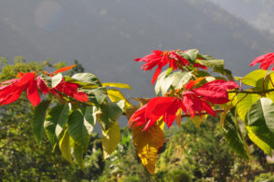 20091212-7stern (Wunderbares Sikkim …)