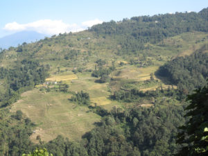 20091212-8reisfelder (Wunderbares Sikkim …)